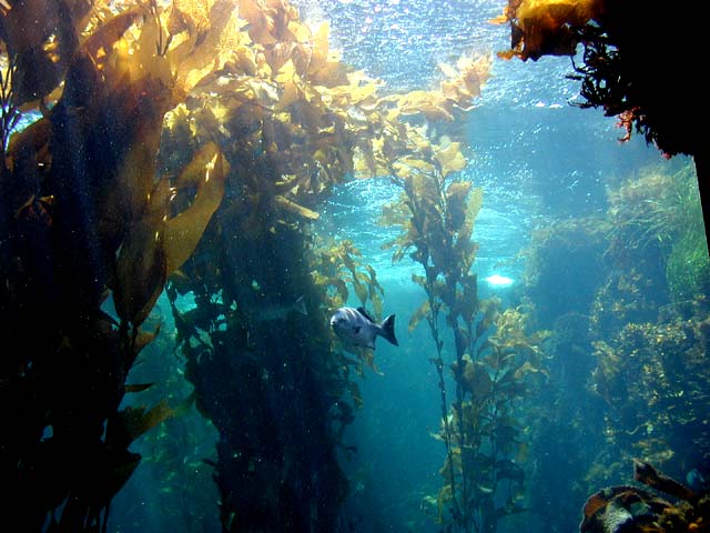    kelp.jpg